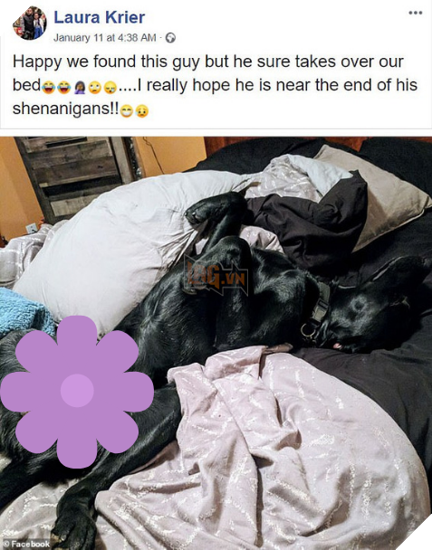 Dân mạng phát sốt với con chó mực đi hoang cả tháng, lúc về dắt thêm 2 bạn chó và dê - Ảnh 4.