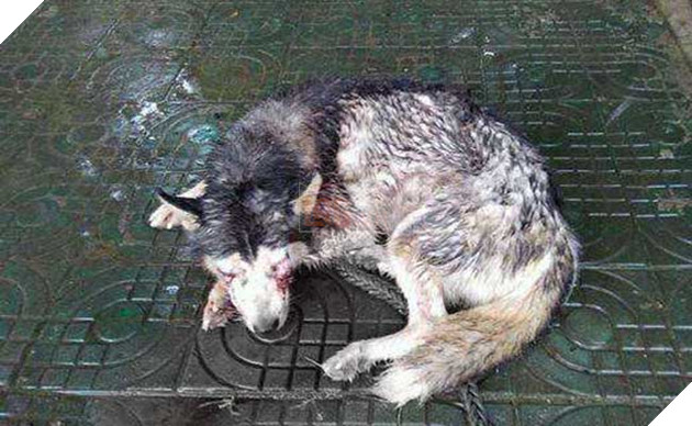 chú chó husky đáng thương bị móc 2 mắt