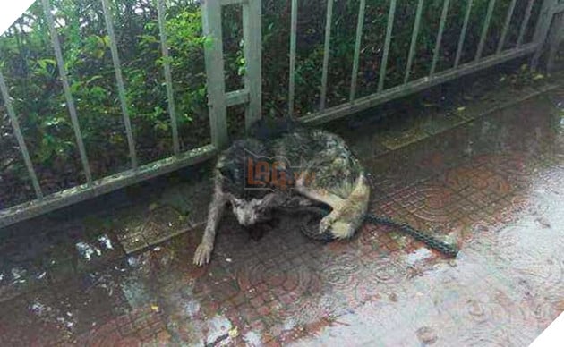 chú chó husky đáng thương bị móc 2 mắt