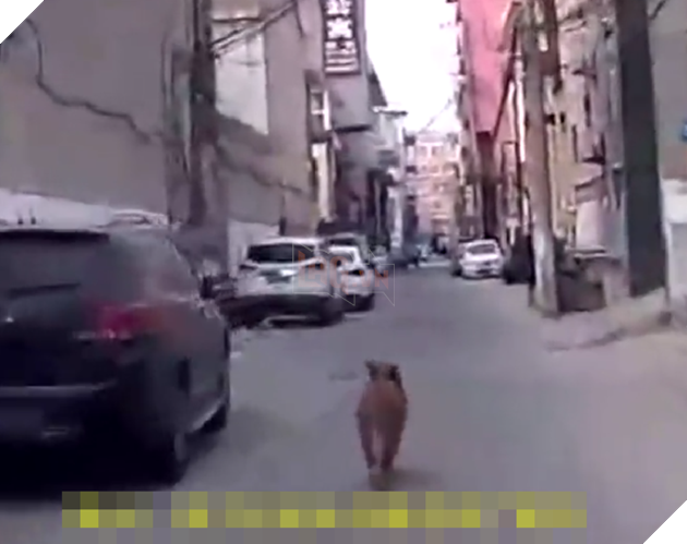 
Biết xe đang đi theo sau mình, chú chó vội tăng tốc để dẫn đội cứu hộ tới được chỗ người chủ 