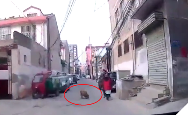 
Chú chó đứng ở giữa đường để đợi xe cứu thương