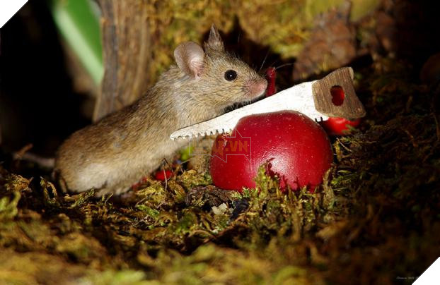 Phát hiện gia đình chuột sống sau vườn nhà, chàng trai xây cho chúng ngôi làng tí hon 11