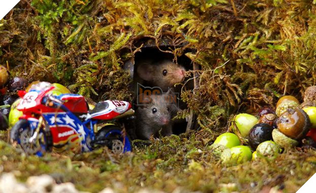 Phát hiện gia đình chuột sống sau vườn nhà, chàng trai xây cho chúng ngôi làng tí hon 12