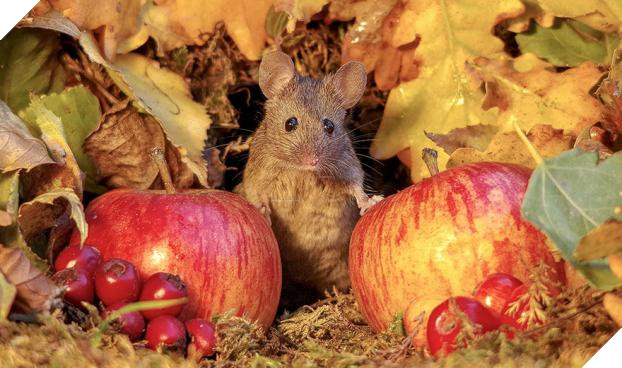 Phát hiện gia đình chuột sống sau vườn nhà, chàng trai xây cho chúng ngôi làng tí hon 20