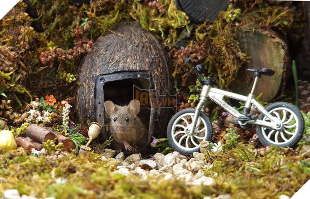 Phát hiện gia đình chuột sống sau vườn nhà, chàng trai xây cho chúng ngôi làng tí hon 10