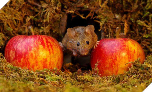 Phát hiện gia đình chuột sống sau vườn nhà, chàng trai xây cho chúng ngôi làng tí hon 13