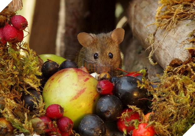Phát hiện gia đình chuột sống sau vườn nhà, chàng trai xây cho chúng ngôi làng tí hon 5