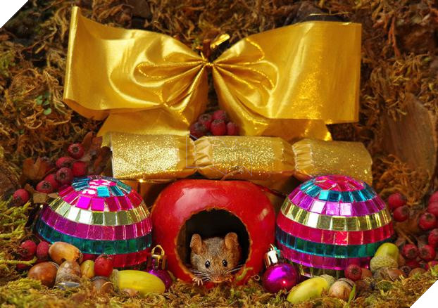 Phát hiện gia đình chuột sống sau vườn nhà, chàng trai xây cho chúng ngôi làng tí hon 19