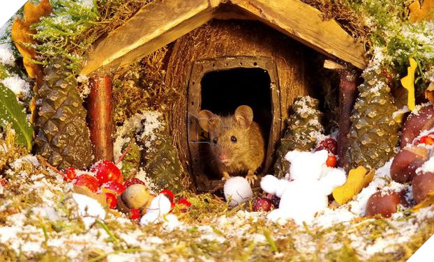 Phát hiện gia đình chuột sống sau vườn nhà, chàng trai xây cho chúng ngôi làng tí hon 14