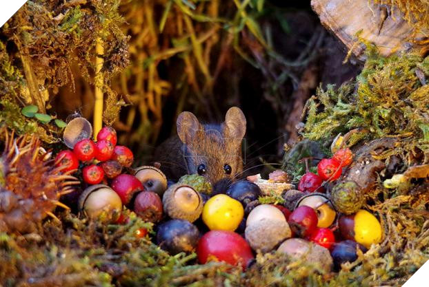 Phát hiện gia đình chuột sống sau vườn nhà, chàng trai xây cho chúng ngôi làng tí hon 18