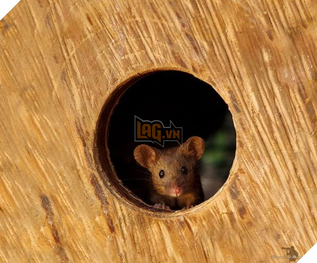 Phát hiện gia đình chuột sống sau vườn nhà, chàng trai xây cho chúng ngôi làng tí hon 9