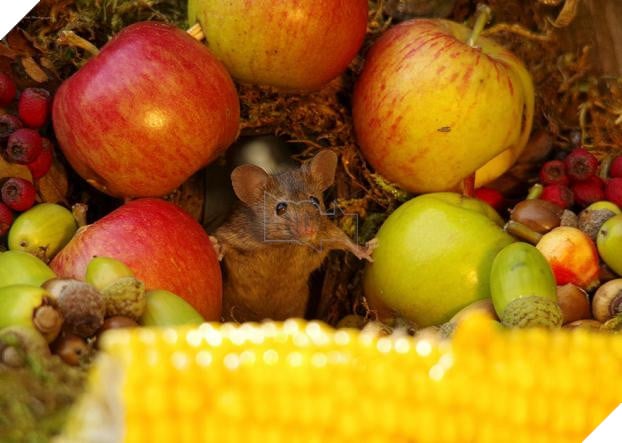 Phát hiện gia đình chuột sống sau vườn nhà, chàng trai xây cho chúng ngôi làng tí hon 3