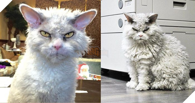 Gặp Pompois AlBert, Boss Mèo hờn cả thế giới nhưng nhận được hàng ngàn lời mời đóng quảng cáo