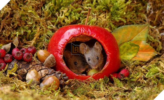 Phát hiện gia đình chuột sống sau vườn nhà, chàng trai xây cho chúng ngôi làng tí hon 8