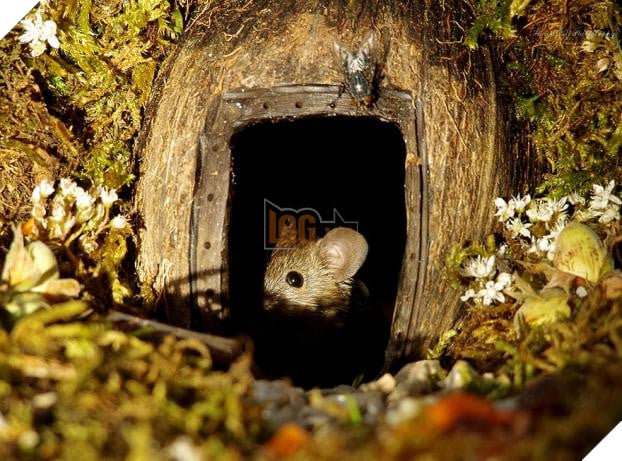 Phát hiện gia đình chuột sống sau vườn nhà, chàng trai xây cho chúng ngôi làng tí hon 15