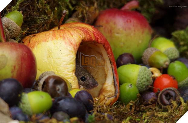 Phát hiện gia đình chuột sống sau vườn nhà, chàng trai xây cho chúng ngôi làng tí hon 17