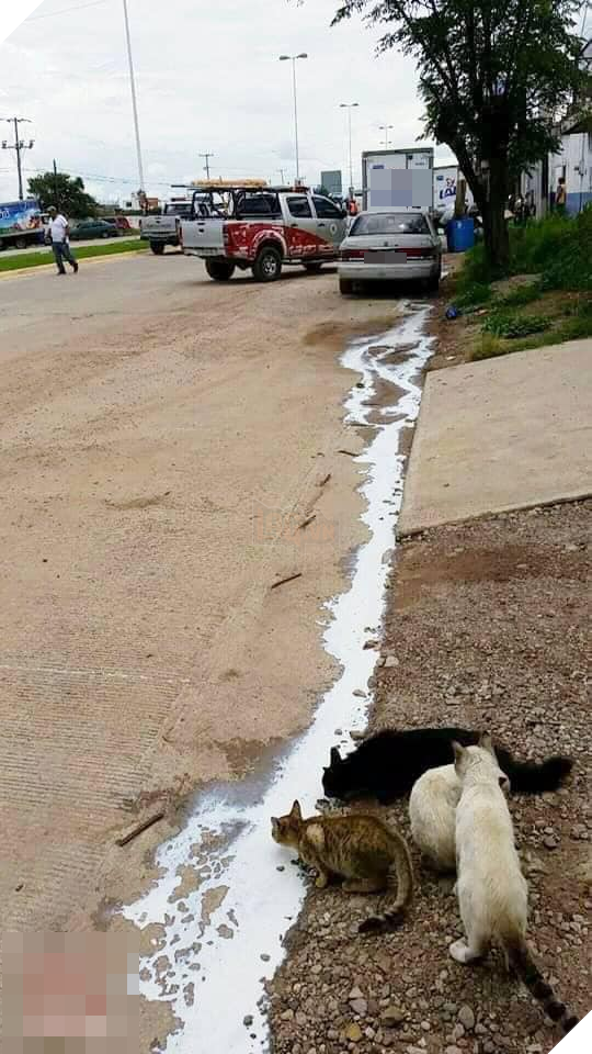 
Hình ảnh bốn chú mèo “hôi của” từ xe chở sữa. 