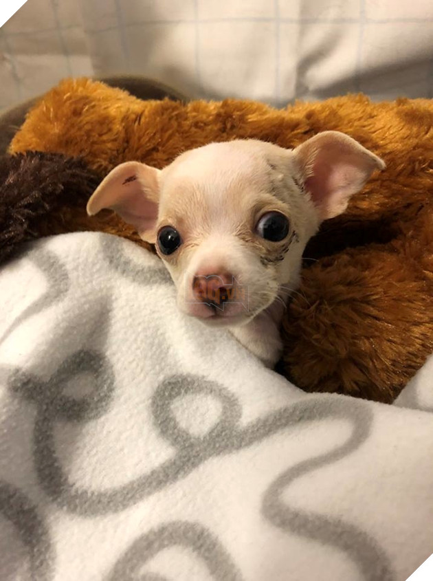 
Chú chó nhỏ này bị chim ưng bắt cóc và ném từ trên trời xuống.