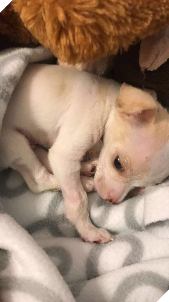 
Vì quá nhỏ bé nên con chim ưng tưởng nó là một con chuột.