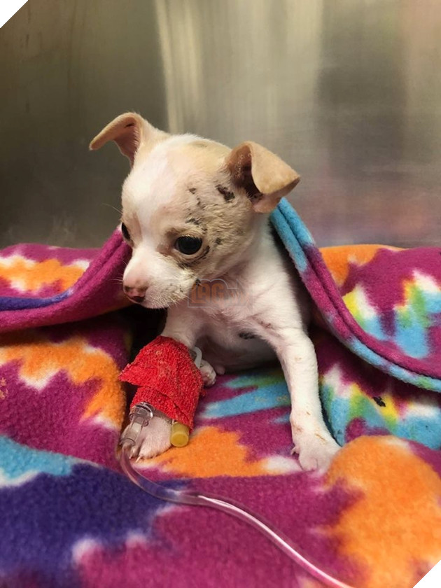 
Rất may là chú chó không bị gãy xương mà chỉ bị trầy xước.