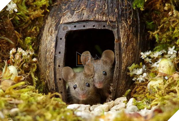 Phát hiện gia đình chuột sống sau vườn nhà, chàng trai xây cho chúng ngôi làng tí hon