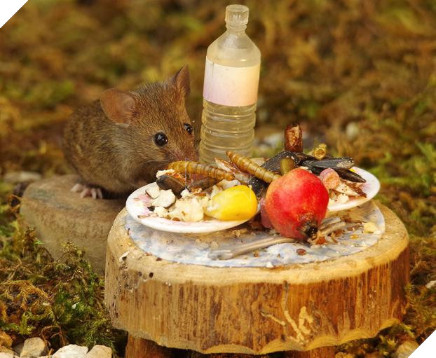 Phát hiện gia đình chuột sống sau vườn nhà, chàng trai xây cho chúng ngôi làng tí hon 7