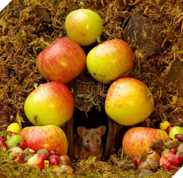 Phát hiện gia đình chuột sống sau vườn nhà, chàng trai xây cho chúng ngôi làng tí hon 6