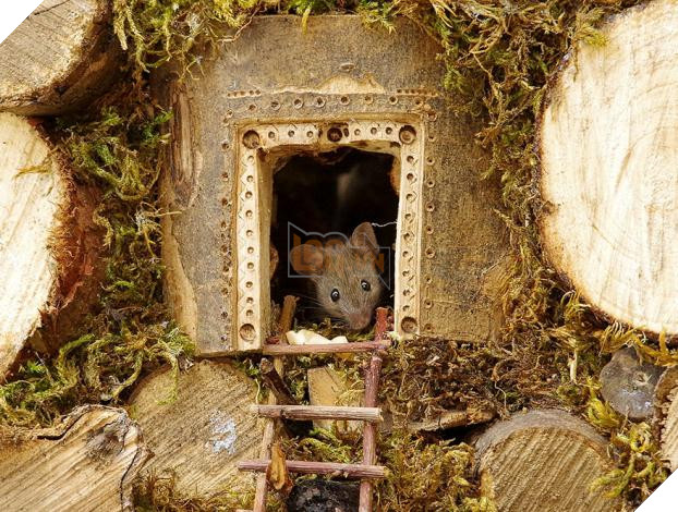 Phát hiện gia đình chuột sống sau vườn nhà, chàng trai xây cho chúng ngôi làng tí hon 4
