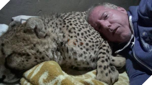 
Thì ra công dụng của báo săn là được dùng làm gối kê đầu. 