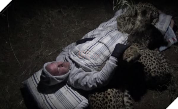 
Khi ngủ, những chú báo đều cuộn tròn bên cạnh Volker.