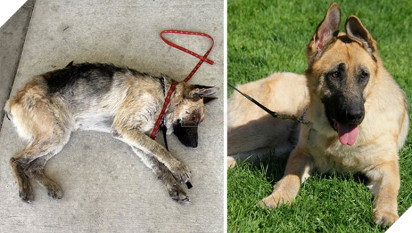 Sự thay đổi kỳ diệu của những thú cưng vô gia cư sau khi được nhận nuôi - Ảnh 1.