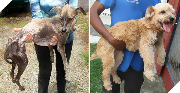 Sự thay đổi kỳ diệu của những thú cưng vô gia cư sau khi được nhận nuôi - Ảnh 5.