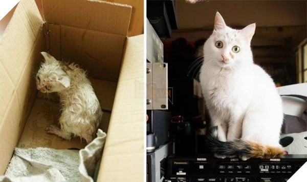 Sự thay đổi kỳ diệu của những thú cưng vô gia cư sau khi được nhận nuôi - Ảnh 7.