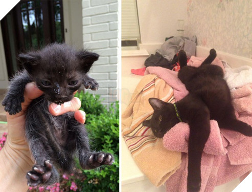 Sự thay đổi kỳ diệu của những thú cưng vô gia cư sau khi được nhận nuôi - Ảnh 9.