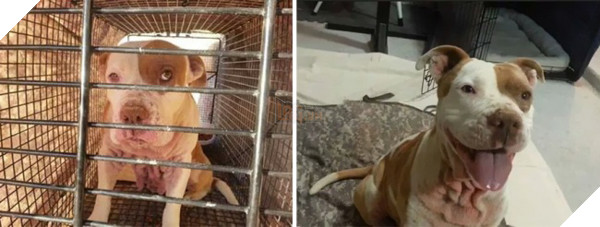 Sự thay đổi kỳ diệu của những thú cưng vô gia cư sau khi được nhận nuôi - Ảnh 13.