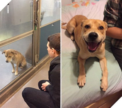 Sự thay đổi kỳ diệu của những thú cưng vô gia cư sau khi được nhận nuôi - Ảnh 15.