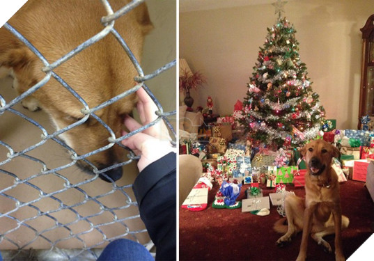 Sự thay đổi kỳ diệu của những thú cưng vô gia cư sau khi được nhận nuôi - Ảnh 17.