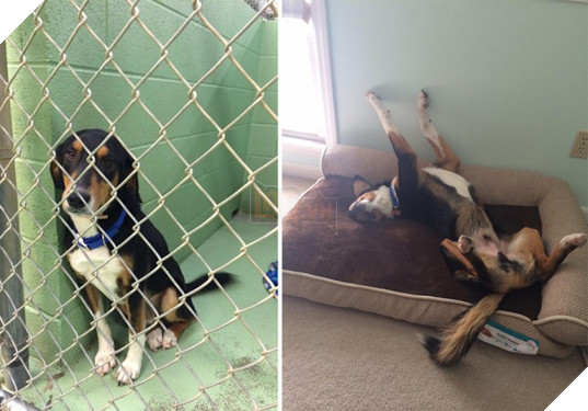 Sự thay đổi kỳ diệu của những thú cưng vô gia cư sau khi được nhận nuôi - Ảnh 19.