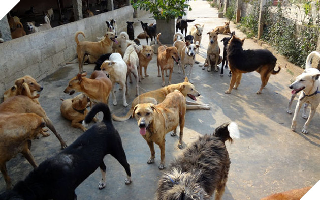 Save da “Boss”: Takis người đã đánh đổi sự giàu có để chăm sóc cho hơn 500 chú chó bị bỏ rơi 4