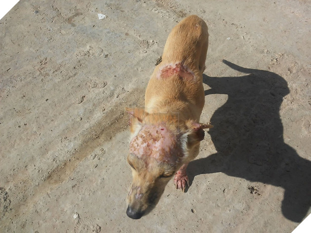 Save da “Boss”: Takis người đã đánh đổi sự giàu có để chăm sóc cho hơn 500 chú chó bị bỏ rơi 3