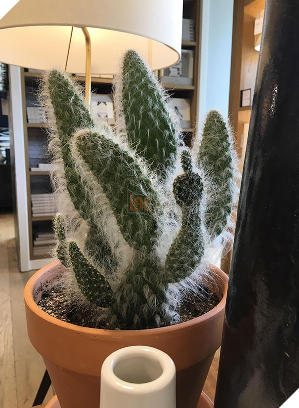 20 lần con người trải qua ảo giác Pareidolia ở những nơi không ngờ tới - Ảnh 14.