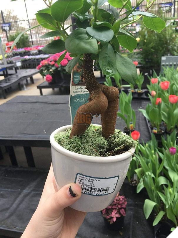 20 lần con người trải qua ảo giác Pareidolia ở những nơi không ngờ tới - Ảnh 16.