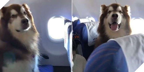 Clip: Chú chó Alaska háo hức khi lần đầu đi máy bay khiến dân mạng phát cuồng vì quá đáng yêu - Ảnh 2.