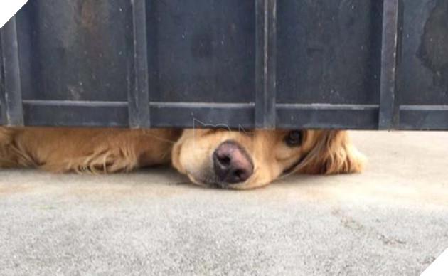 chú chó golden chờ bạn thân hàng ngày