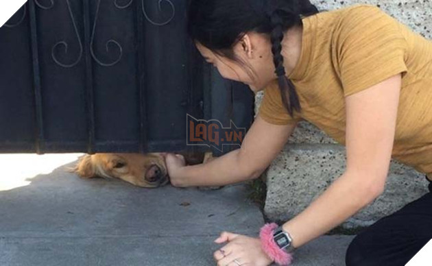 chú chó golden chờ bạn thân hàng ngày