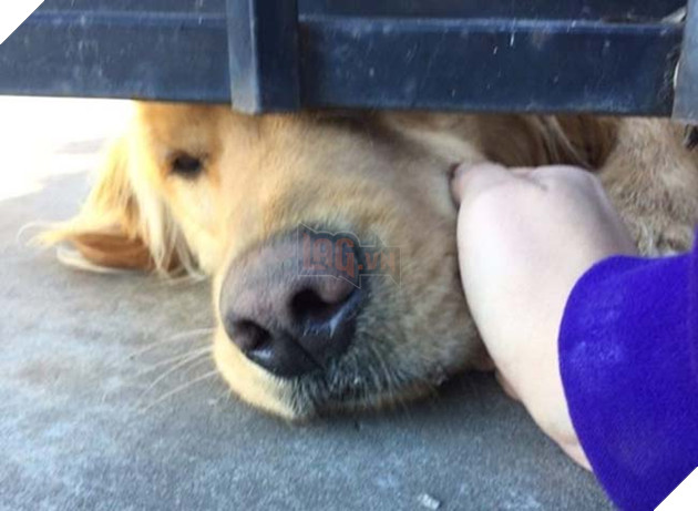 chú chó golden chờ bạn thân hàng ngày