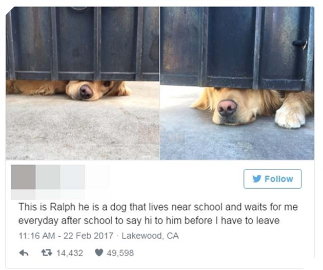 chú chó golden chờ bạn thân hàng ngày