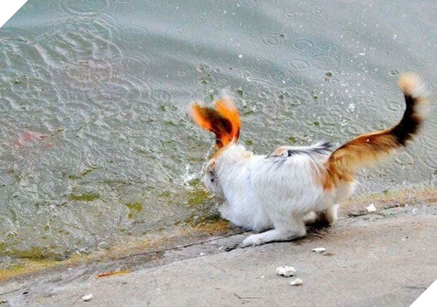 Chuyện buồn ngày 23: Ông Táo kẹt ngay chốt của Hoàng thượng, không kịp về trời