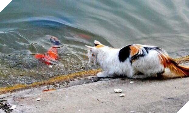 
Cá chép đang nằm trong tầm săn mồi của "Hoàng thượng".