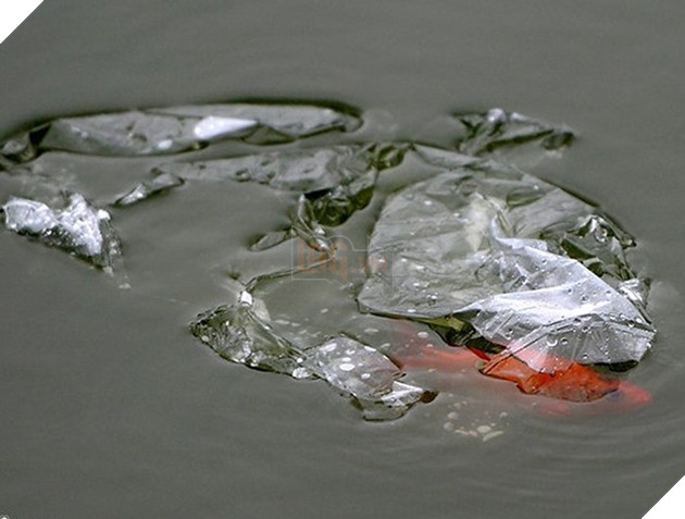 
Một số người thả cá thả luôn bao nilon vừa làm chết cá, vừa gây ô nhiễm môi trường.